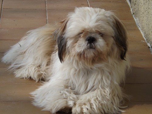 Lhassa apso